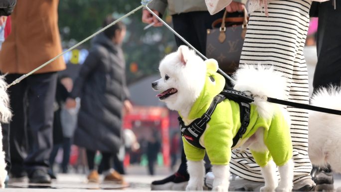 萌犬户外散步