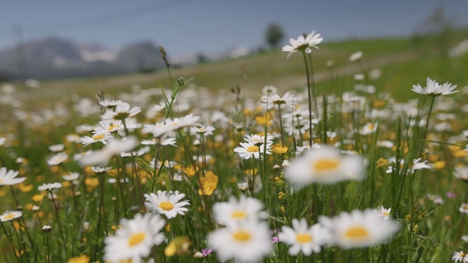 高山雏菊花田。夏季阳光明媚的原野上鲜花盛开，四周环绕着群山。镜头在阿尔卑斯山脉的野花间移动。