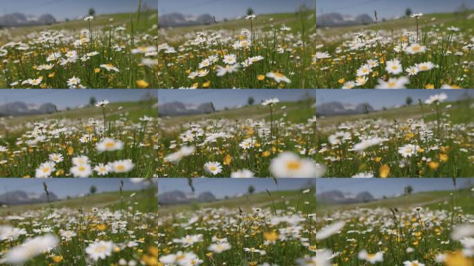 高山雏菊花田。夏季阳光明媚的原野上鲜花盛开，四周环绕着群山。镜头在阿尔卑斯山脉的野花间移动。