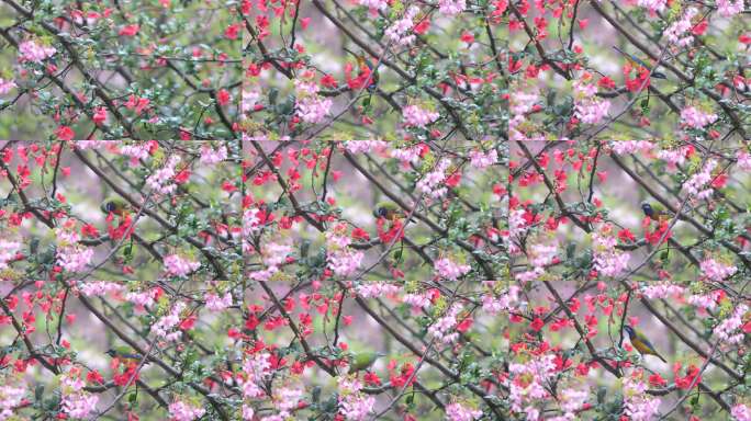 花鸟枝头春意闹