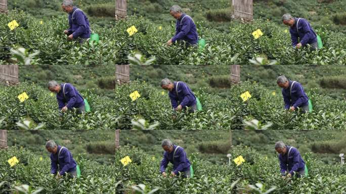 老茶农茶园劳作