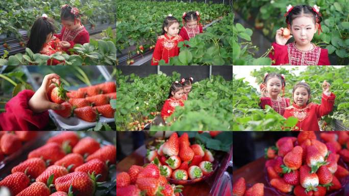草莓采摘