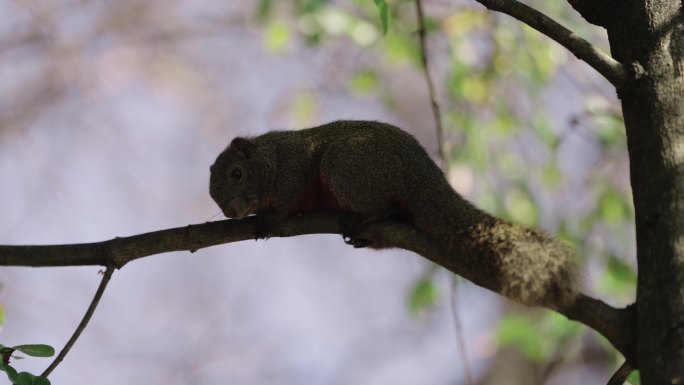 一只可爱的松鼠