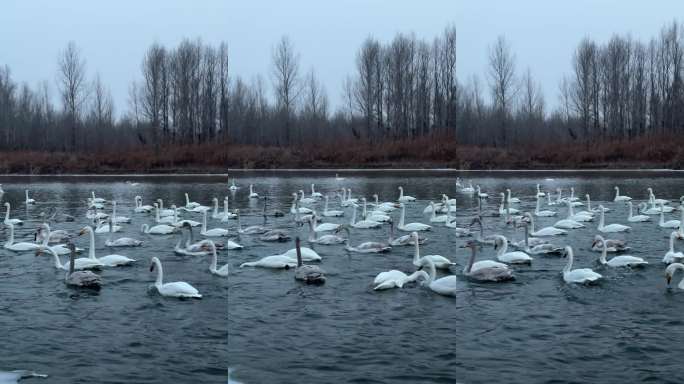 冬日天鹅湖群栖图