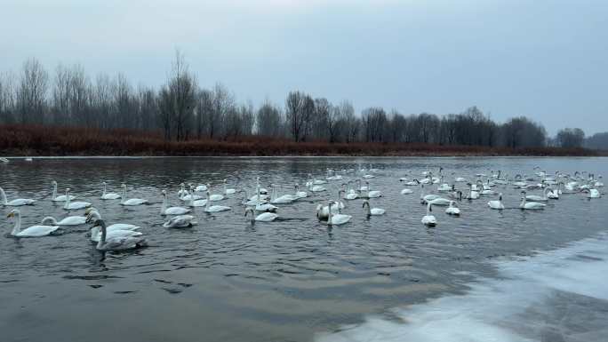 冬日天鹅湖群栖图