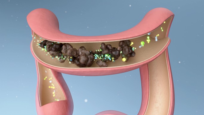 益生菌改善肠胃蠕动消化过程