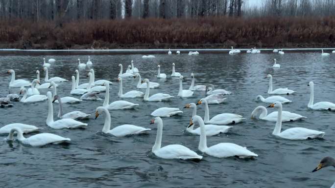 冬日天鹅湖群栖图