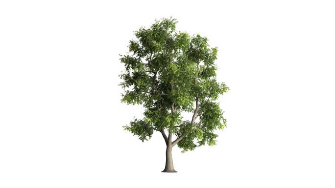 透明通道动态树木大树植物