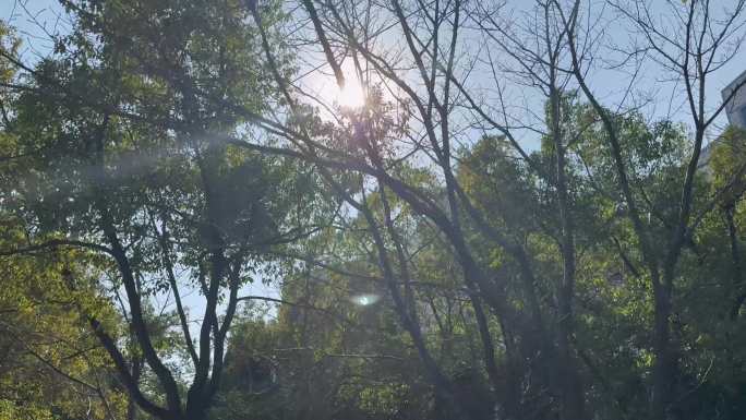 阳光穿透树叶光影