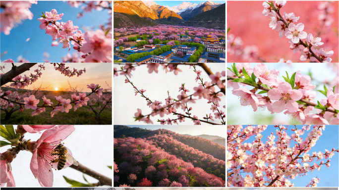 【4K合集】桃花盛开桃花