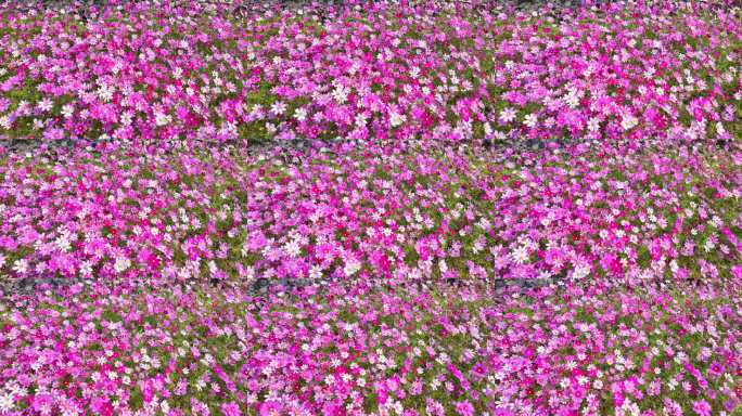 【4k】春天格桑花盛开唯美画面