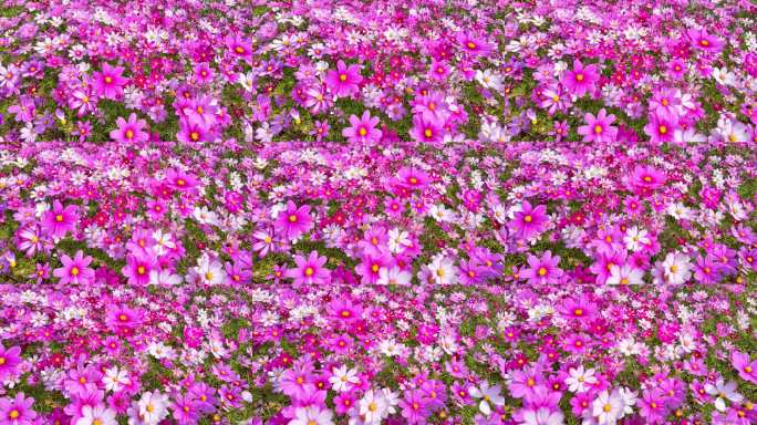 【4k】春天格桑花盛开唯美画面