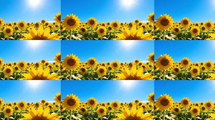 宽屏向日葵花田阳光灿烂循环背景