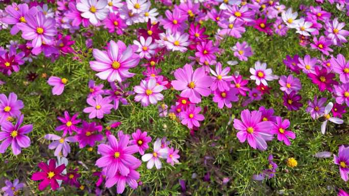 【4k】春天格桑花盛开唯美画面