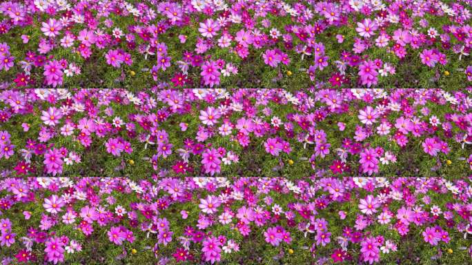 【4k】春天格桑花盛开唯美画面