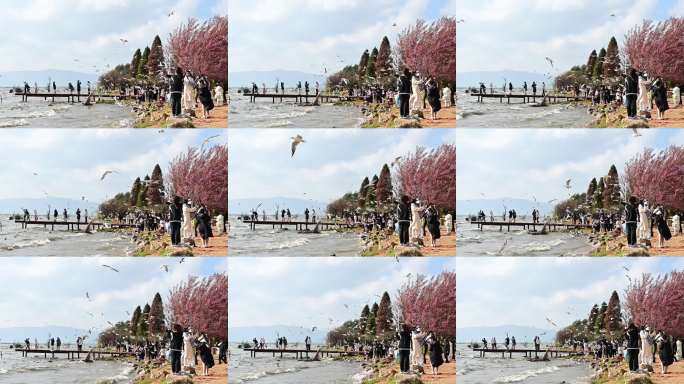 春日湖畔喂鸥赏樱