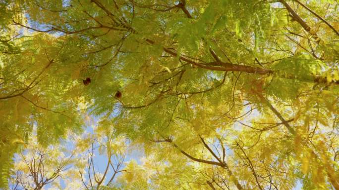 阳光穿透树叶特写