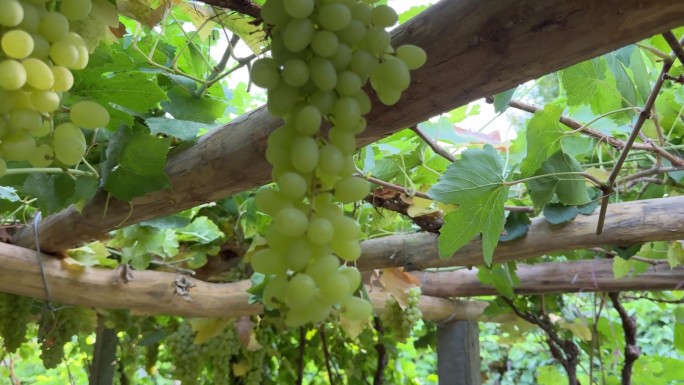 新疆吐鲁番葡萄沟葡萄藤下的丰收景象