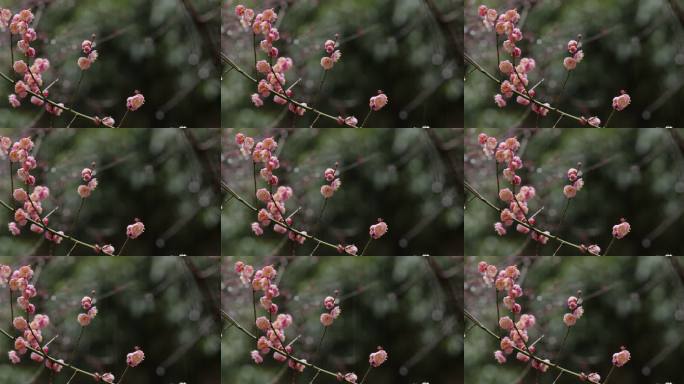 一枝红梅绽放 春雨滋润【10bit】