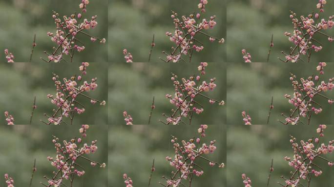 一枝红梅绽放 春雨滋润【10bit】