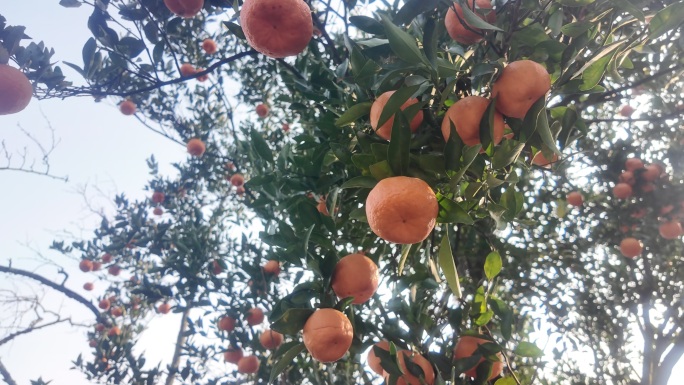 橘子采摘丰收场景