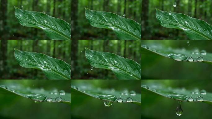 下雨绿叶滴水特写