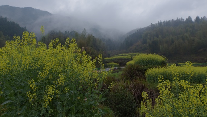 春雨滋润 婺源江岭山谷村口油菜花盛开