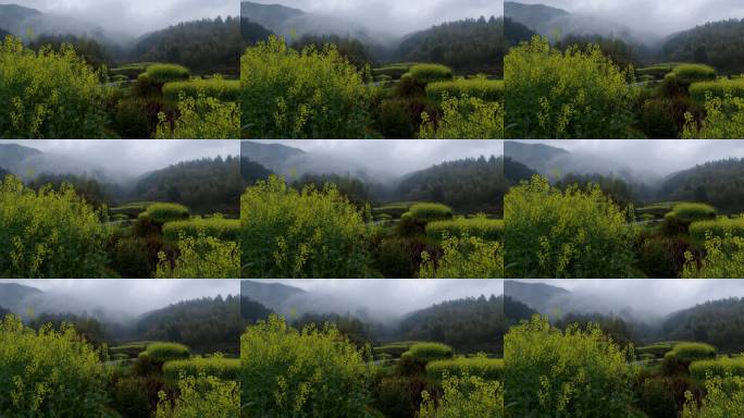 山谷春雨江南烟雨村口油菜花【10bit】