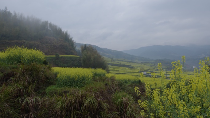 春雨滋润 婺源江岭山谷村口油菜花盛开