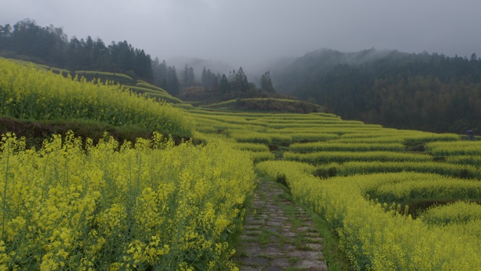 春天春雨 梯田油菜花 江南烟雨 意境诗意