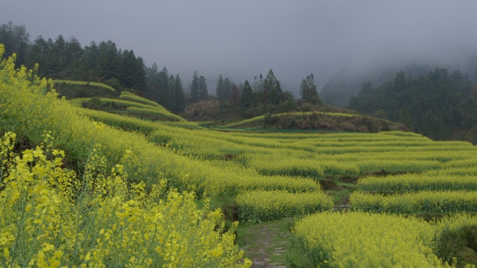 春天春雨 梯田油菜花 江南烟雨 意境诗意