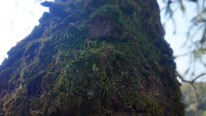 阳光穿透老树枯枝