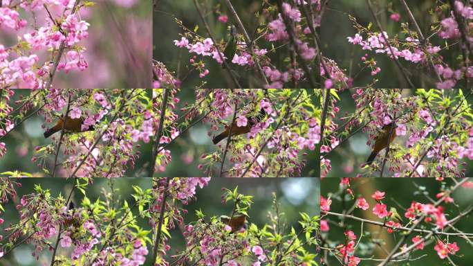 鸟语花香春意浓