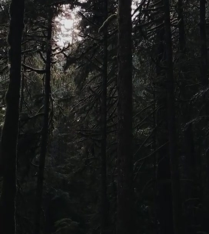 迷雾森林意境风景