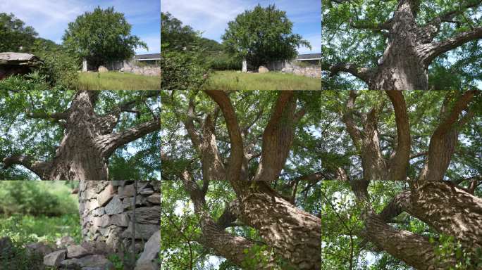 4K素材百年老树