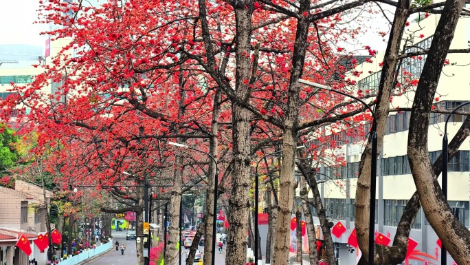 广州陵园西路红棉盛开城市街景