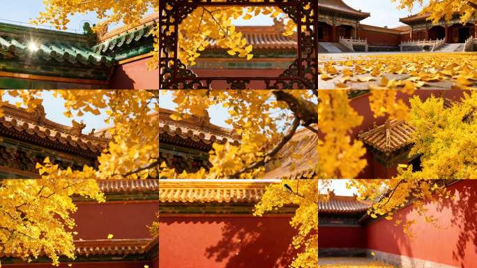 故宫红墙金秋金黄银杏