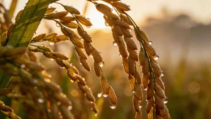 阳光下的梯田与稻穗