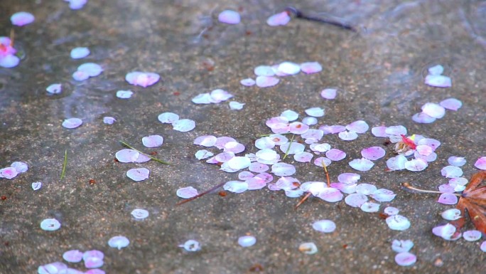 春雨花瓣飘落特写