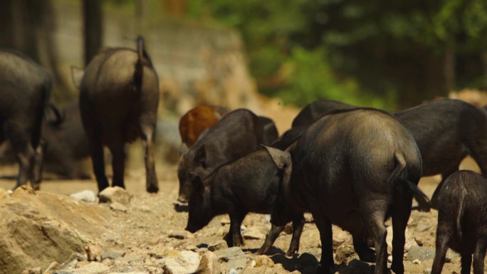 山林散养黑猪群藏香猪