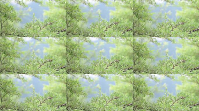 嫩绿枝叶随风轻摇