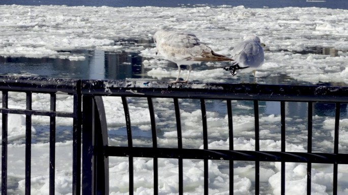 东河冰块海鸥