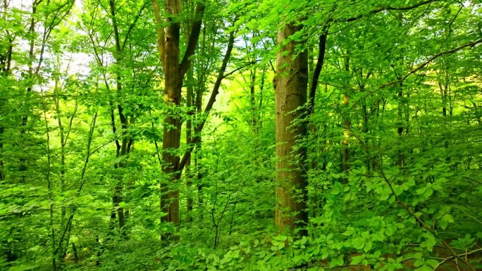 柔和的电影式镜头在郁郁葱葱的英国山毛榉森林中飞翔