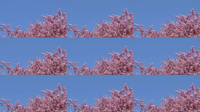 左上角是盛开的伊豆舞女樱花，背景是蓝天