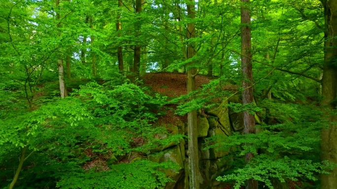 柔和的电影式飞行，穿梭于茂密的欧洲山毛榉森林之中