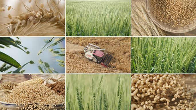 小麦 丰收 现代农业 麦粒 芒种 麦穗