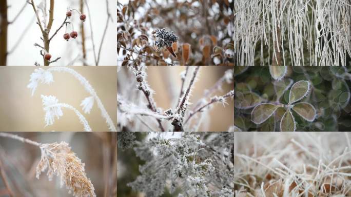 寒霜凝结草木冬景