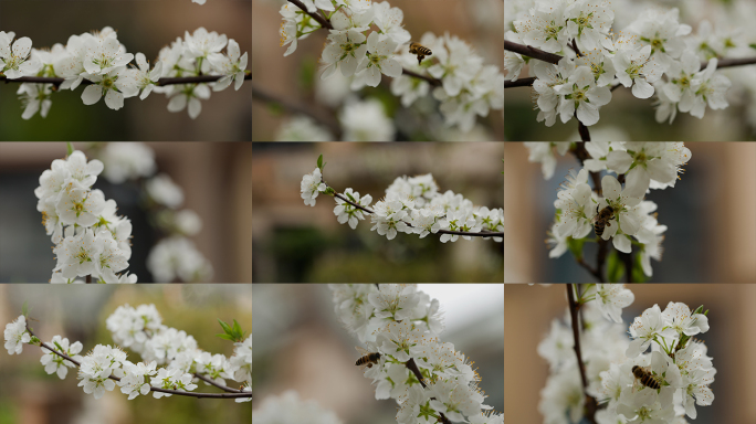 李花盛开蜜蜂采蜜春日景色