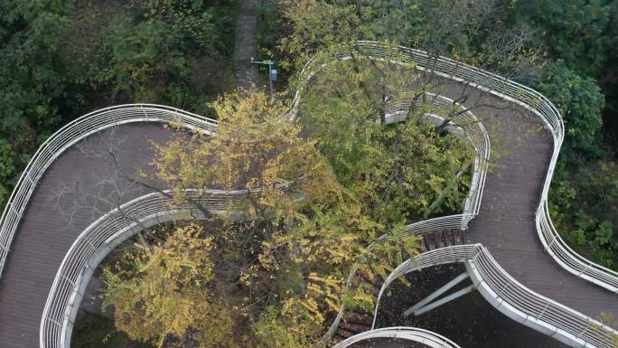 蜿蜒树顶观景走廊