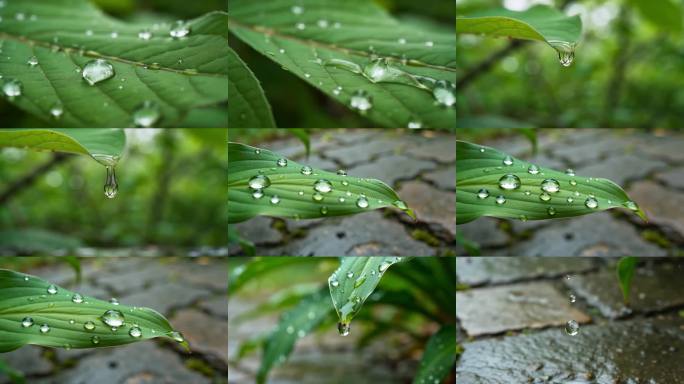 雨后绿叶露珠特写